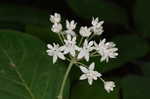 Fourleaf milkweed